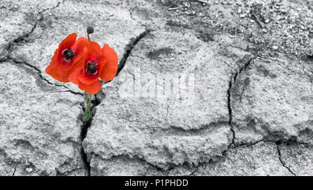 Fleurs de pavot rouge séché au champ. Papaver rhoeas. La floraison des coquelicots dans deux maïs concassé sols arides. L'espoir et l'idée de rusticité. Fond noir et blanc. Banque D'Images