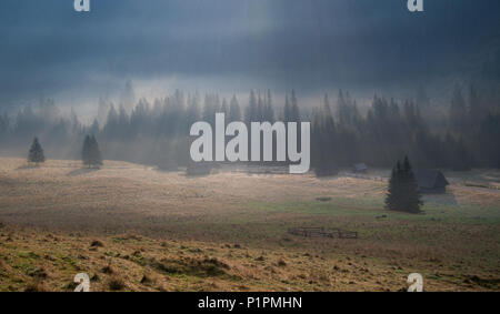 Matin brumeux en Vallée Chocholowska, les Tatras, Pologne Banque D'Images