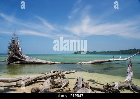 Driftwood Et un arbre mort sur une plage tropicale avec ciel bleu et turquoise de l'eau ; Îles Andaman, en Inde Banque D'Images