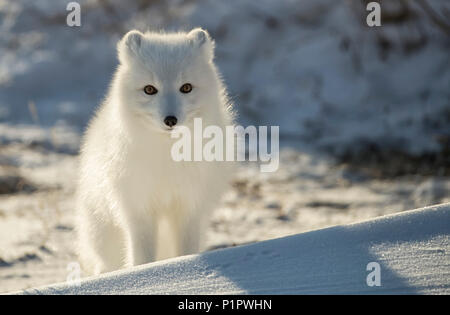 Le renard arctique (Vulpes lagopus) dans la neige ; Churchill, Manitoba, Canada Banque D'Images