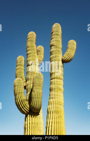 Une paire de jeunes adultes Saguaro cactus (Carnegiea gigantea) dans le désert de Sonora, Arizona, États-Unis d'Amérique Banque D'Images
