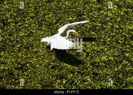 Grande aigrette (Ardae alba) l'atterrissage sur un marais, Comté de Sarasota, Floride, États-Unis d'Amérique Banque D'Images