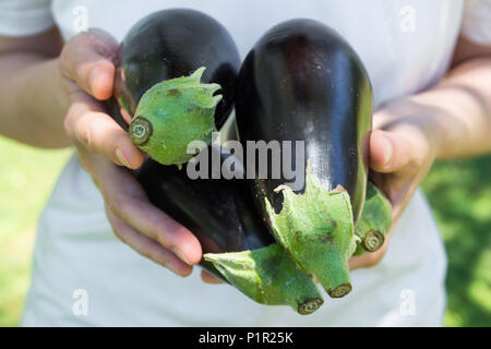 Young Caucasian Woman Girl tient en mains Bande d'Aubergines Bio fraîchement cueilli dans le jardin. L'herbe verte en arrière-plan. La récolte de l'été plante saine Banque D'Images