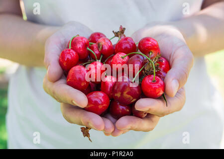 Young Caucasian Woman Girl tient en mains Poignée de cerises douces biologiques fraîchement cueilli dans le jardin. L'herbe verte en arrière-plan. La récolte d'été Health Banque D'Images