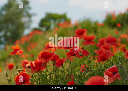 Fleurs de pavot rouge. Fleurs de pavot et de ciel bleu dans un champ avec des abeilles et des bourdons Banque D'Images