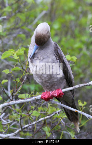 Fou à pieds rouges (Sula sula) se lissant les plumes sur l'île de Genovesa, Parc National des Galapagos, Equateur Banque D'Images