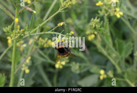 UK Bombus terrestis sur la collecte du pollen des plantes radis de mer avec les grains de pollen visible sur le corps. Banque D'Images