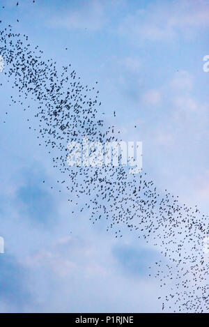 Un grand nombre de chauves-souris voler hors de la grotte dans la soirée pour le fourrage Banque D'Images