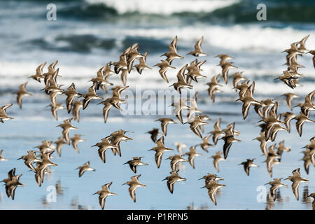 Un Bécasseau variable (Calidris alpina) troupeau vole le long de la plage pendant la migration ; Hammond, Oregon, United States of America Banque D'Images