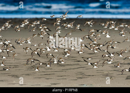 Un Bécasseau variable (Calidris alpina) troupeau vole le long de la plage pendant la migration ; Hammond, Oregon, United States of America Banque D'Images