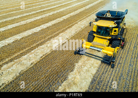 Vue aérienne d'une des lignes de coupe de la moissonneuse-batteuse la collecte du grain ; Beiseker, Alberta, Canada Banque D'Images