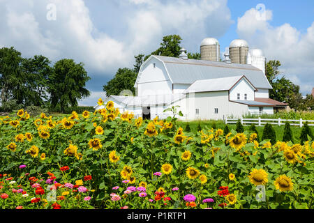 Fleurs en fleurs à la ferme, Région des lacs Finger ; New York, États-Unis d'Amérique Banque D'Images