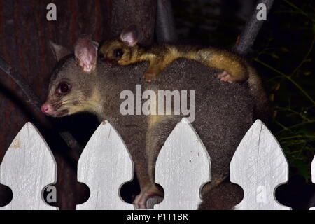 Possum et queue brosse bébé. Banque D'Images