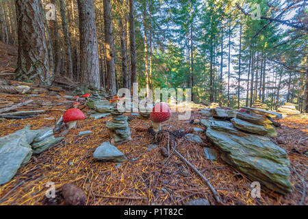 Des champignons vénéneux et empiler des pierres. Champignons toxiques avec des couleurs rouge et les points blancs flake pousse entre les pierres d'empilage dans une forêt. Banque D'Images