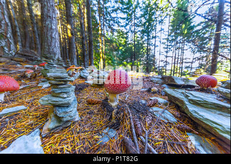 Des champignons vénéneux et empiler des pierres. Champignons toxiques avec des couleurs rouge et les points blancs flake pousse entre les pierres d'empilage dans une forêt. Banque D'Images