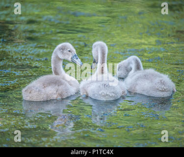 Bébé cygnes tuberculés cygnets Banque D'Images