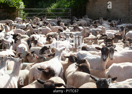 Troupeau de moutons dans les pays du Nord autour de la Mule après avoir été sectionnée, Stow-on-the-Wold, Cotswolds, Gloucestershire, Angleterre, Royaume-Uni, Europe Banque D'Images