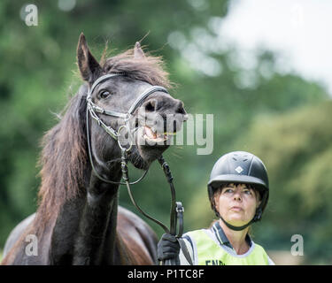 Rider cheval effrayé holding Banque D'Images