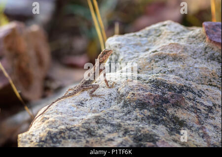 Un rocher péninsulaire, lézard agama Psammophilus dorsalis, sur un rocher Banque D'Images