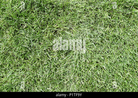 Vue de dessus de l'herbe ou texture de fond de pelouse Banque D'Images