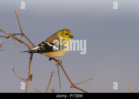 Un chardonneret jaune mâle en plumage d'hiver. Banque D'Images