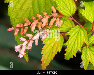 Petites fleurs roses de l'arbuste à feuilles caduques hardy formant thicket, Neillia thibetica Banque D'Images