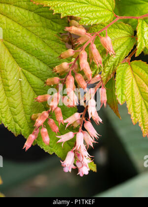 Petites fleurs roses de l'arbuste à feuilles caduques hardy formant thicket, Neillia thibetica Banque D'Images