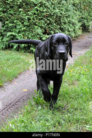 Neuenhagen, Allemagne, jeune Labrador Retriever courir vers le spectateur Banque D'Images