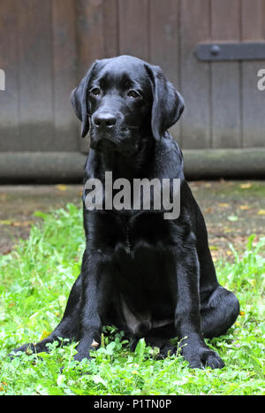 Neuenhagen, Allemagne, jeune labrador retriever assis attentivement dans l'herbe Banque D'Images