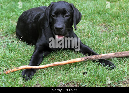 Neuenhagen, Allemagne, jeune labrador retriever couché avec une succursale dans l'herbe Banque D'Images