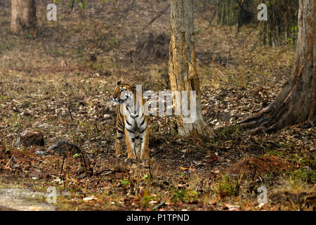 Tigre (Panthera tigris tigris) debout dans la pluie sur piste en forêt, dans le Parc National de Tadoba en Inde centrale Banque D'Images