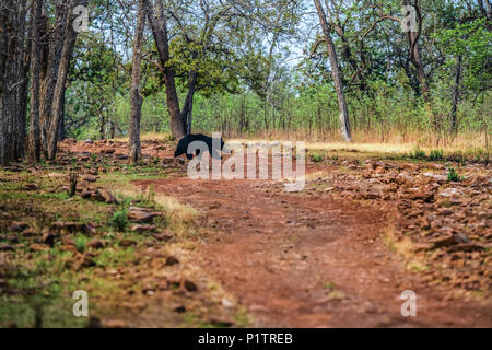 Ours, Melursus ursinus, Tadoba Andhari Tiger Reserve, en Inde. Ours sauvages dans la nature, photo nature de l'habitat. Animal noir dangereux en Inde. Banque D'Images