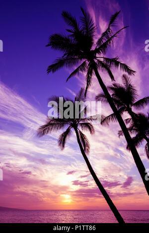 Palmiers au coucher du soleil ; Wailea, Maui, Hawaii, United States of America Banque D'Images