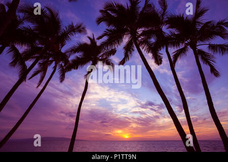 Palmiers au coucher du soleil ; Wailea, Maui, Hawaii, United States of America Banque D'Images