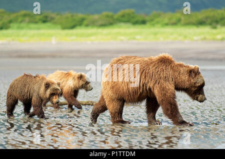 Une truie ours brun (Ursus américains) apprend à ses petits comment creuser pour les palourdes à Hallo Bay, Katmai National Park, Homer, Alaska, United States of America Banque D'Images