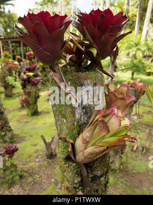 Broméliacées poussant dans le Jardin botanique de Balata, Fort-de-France, Martinique Banque D'Images