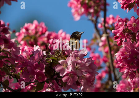 L'oriole de Baltimore en fleurs Banque D'Images