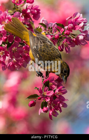 L'oriole de Baltimore en fleurs Banque D'Images