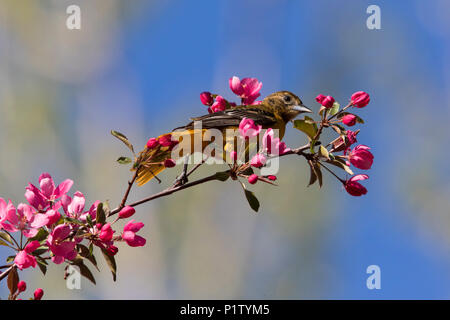 L'oriole de Baltimore en fleurs Banque D'Images
