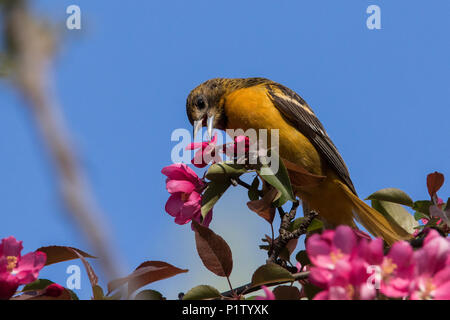 L'oriole de Baltimore en fleurs Banque D'Images