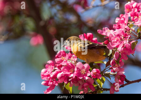 L'oriole de Baltimore en fleurs Banque D'Images