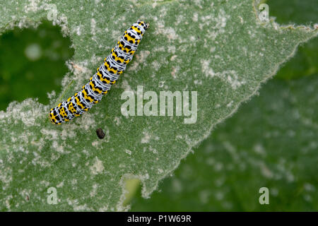 Molène noire et jaune coloré Cucullia verbasci alimentation caterpillar sur feuille verte Banque D'Images