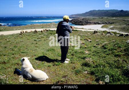 Shepherd au Cabo / cap Vilán, Ría de Camariñas ; 'Costa de la Muerte" (Côte de la mort ) ; Rías Altas région. Banque D'Images