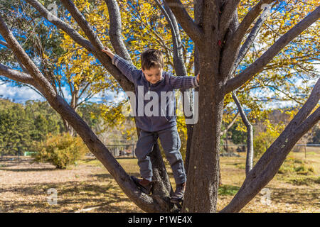 Petit garçon escalade un arbre en Australie. Banque D'Images