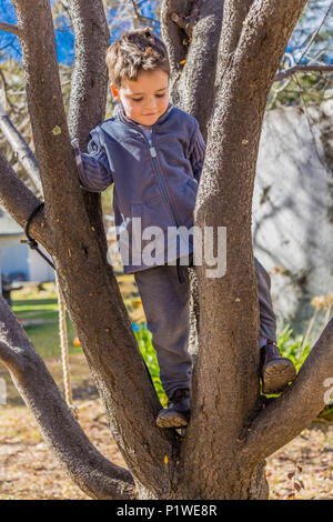 Petit garçon escalade un arbre en Australie. Banque D'Images