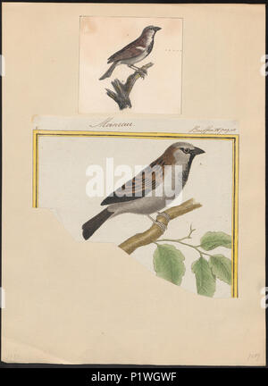 . Passer domesticus . Entre 1700 et 1880 217 Passer domesticus - 1700-1880 - Imprimer - Zoologica 2e moitié - Collections spéciales de l'Université d'Amsterdam - UBA01 IZ16000093 Banque D'Images