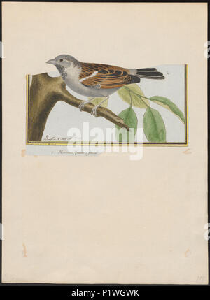 . Passer domesticus . Entre 1700 et 1880 217 Passer domesticus - 1700-1880 - Imprimer - Zoologica 2e moitié - Collections spéciales de l'Université d'Amsterdam - UBA01 IZ16000097 Banque D'Images