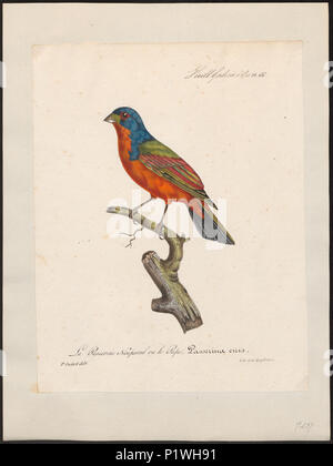 . Passerina ciris . Entre 1825 et 1834 217 Passerina ciris - 1825-1834 - Imprimer - Zoologica 2e moitié - Collections spéciales de l'Université d'Amsterdam - UBA01 IZ16000241 Banque D'Images