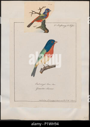 . Passerina ciris . Entre 1700 et 1880 217 Passerina ciris - 1700-1880 - Imprimer - Zoologica 2e moitié - Collections spéciales de l'Université d'Amsterdam - UBA01 IZ16000243 Banque D'Images