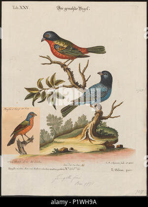 . Passerina ciris . Entre 1700 et 1880 217 Passerina ciris - 1700-1880 - Imprimer - Zoologica 2e moitié - Collections spéciales de l'Université d'Amsterdam - UBA01 IZ16000247 Banque D'Images